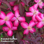Thompson & Morgan Clematis Montana Red Velvet Truffle 9cm Pot