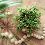 String Of Pearls - 2 Pcs. - Senecio Rowleyanus - Height 10-20cm - ⌀12cm | Set-of-2 | Green