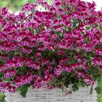 Hayloft Pelargonium Angel Eyes Collection - 9 Young Plants 3 Of Each