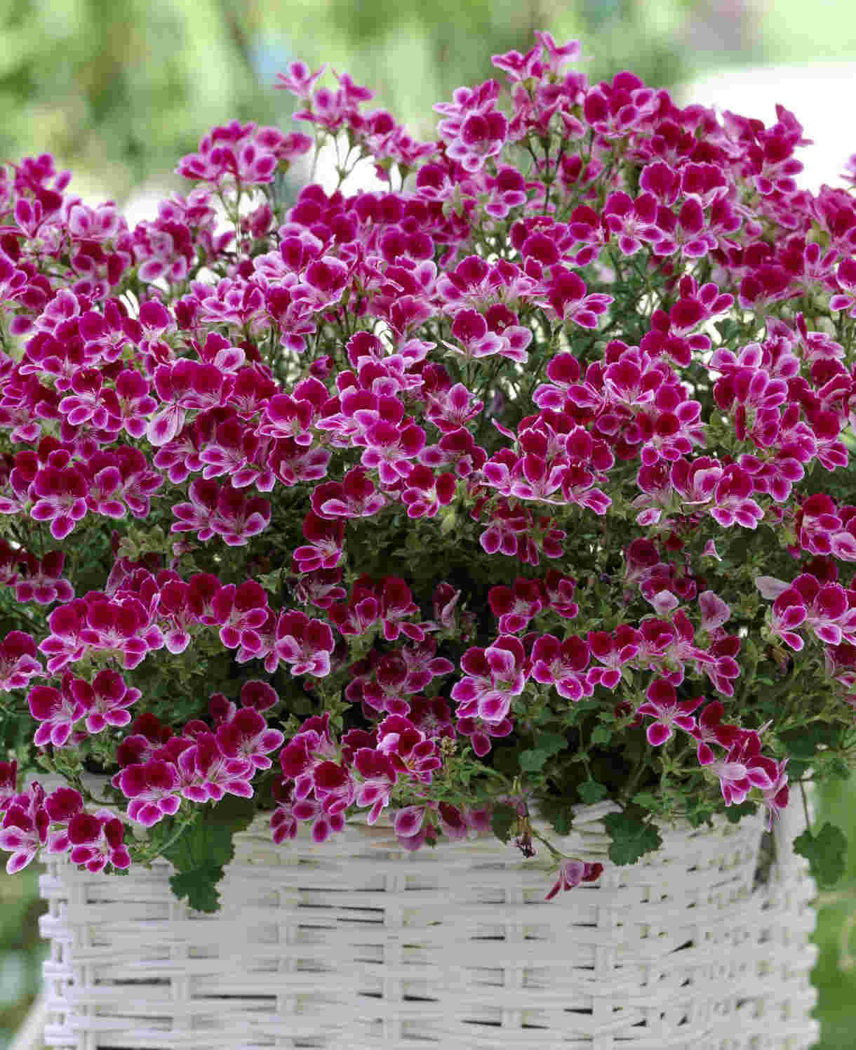 Hayloft Pelargonium Angel Eyes Collection - 9 Young Plants 3 Of Each