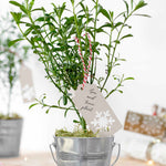 Gin & Tonic Plant In A Silver Pot - Scented Blooms And Aromatic Foliage With The Essence Of A Favourite Tipple