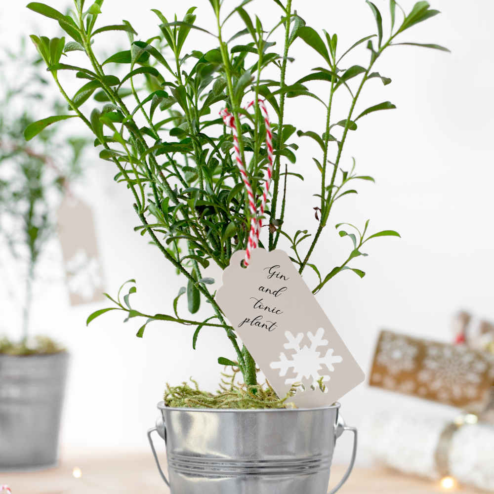Gin & Tonic Plant In A Silver Pot - Scented Blooms And Aromatic Foliage With The Essence Of A Favourite Tipple