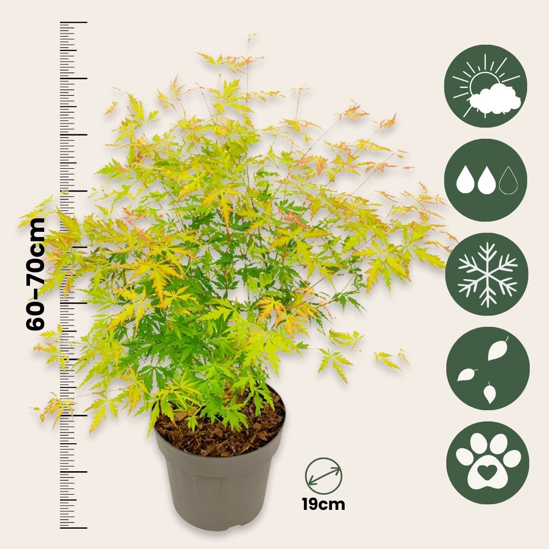 Japanese Maple - Acer Palmatum 'Orange Lace' - Height 60-70cm - ⌀19cm | Set of 2 | Green
