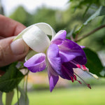 Fuchsia 'deltas Sarah' - Hardy Blue And White Flowering Fuchsia | 6 x Garden Ready Plugs | Blue & White