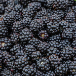 Blackberry Plant 'chester Thornless' 2l | 1 x 2L | Multi