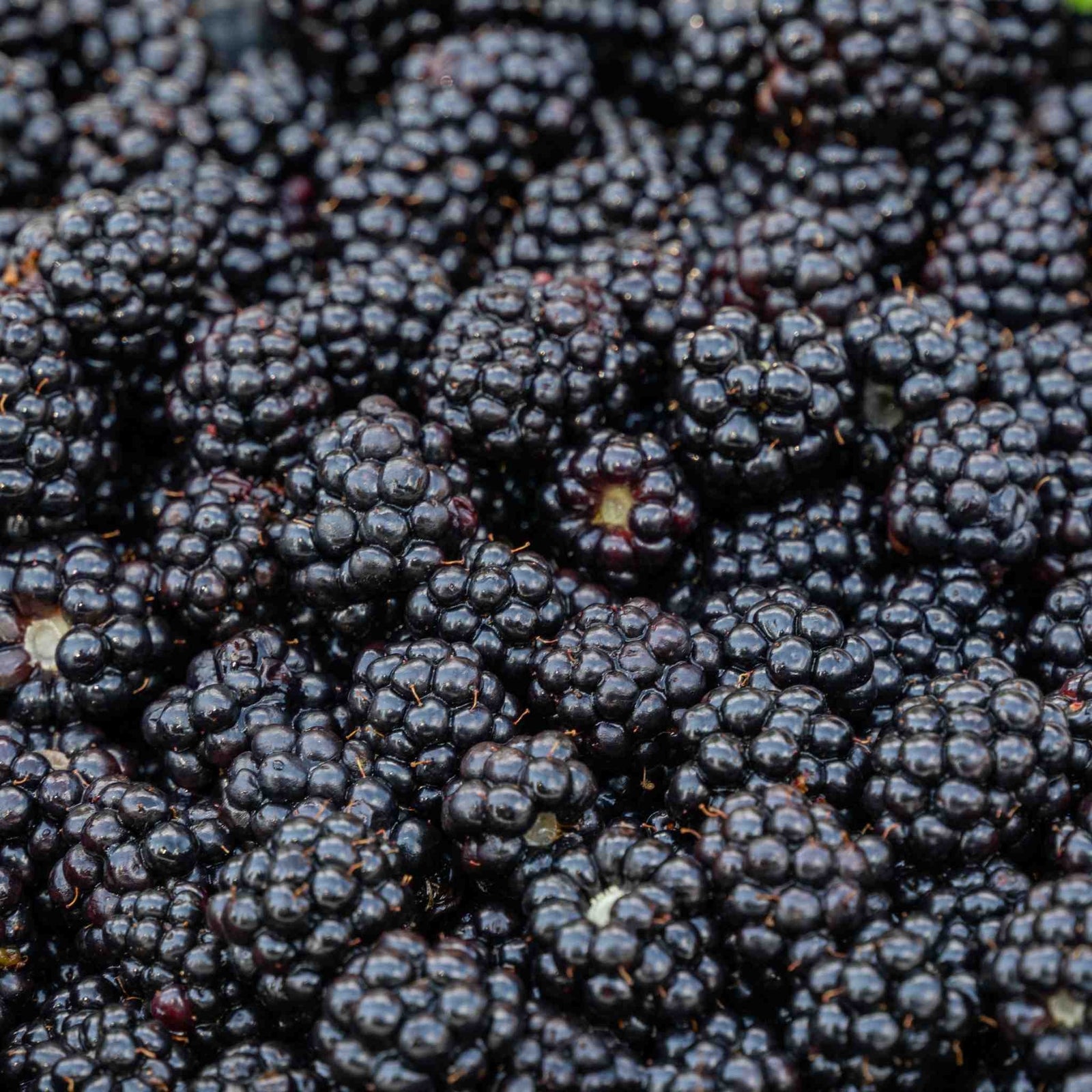 Blackberry Plant 'chester Thornless' 2l | 1 x 2L | Multi