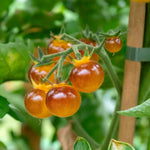 Tomato Seeds Gold Berries - Golden Cherry | 8 Seeds