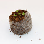 Coircoins 42mm Pack Of 50