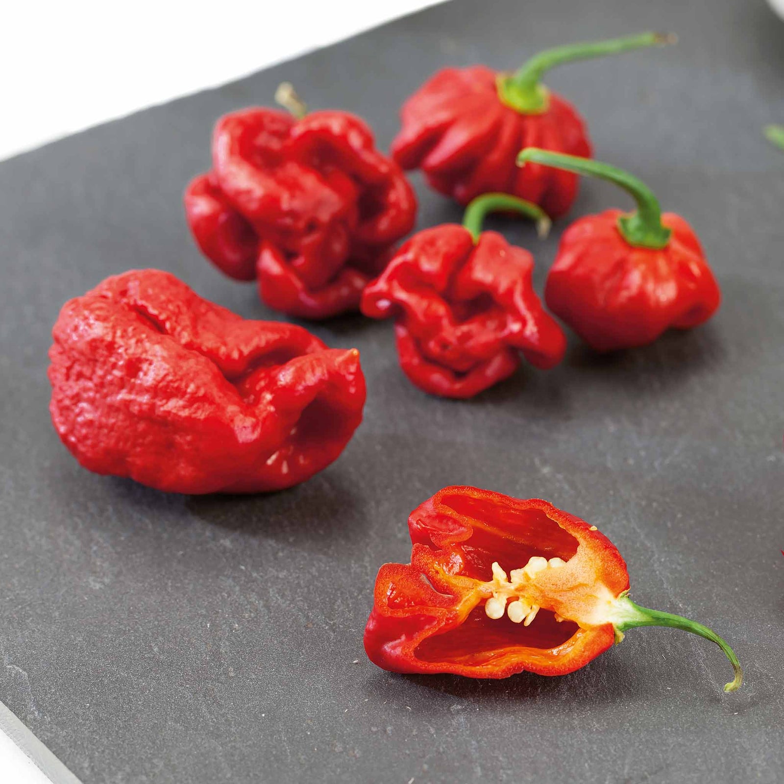 Chilli Plant 'carolina Reaper' | 6 x 9cm | Red