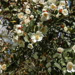 Magnolia Honey Velvet - Compact Variety - 9cm Pot | 2 x 9cm | Creamy White