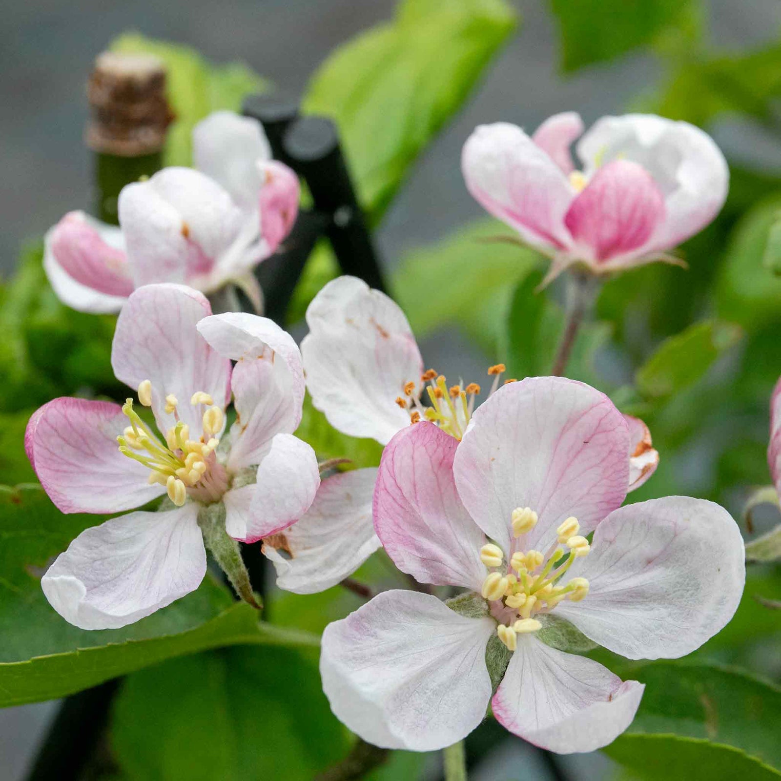 Apple Twin Tree Braeburn & Idared (m26 Semi-dwarf) | 1 x Bare Root | Multi