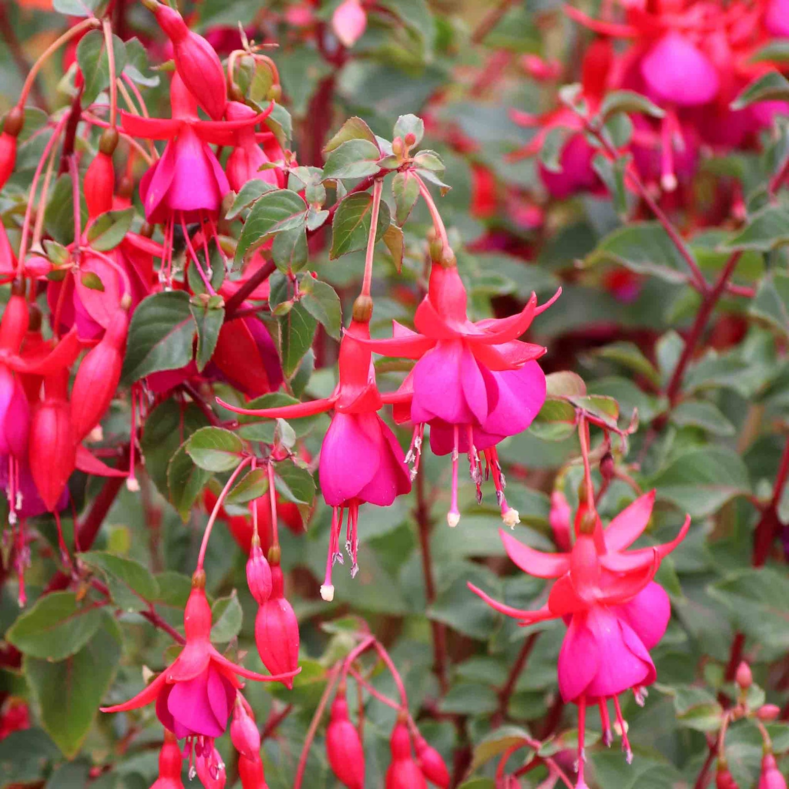 Fuchsia Climbing Collection Pink Fizz & Lady Boothby | 6 x Plug Plants | Multi