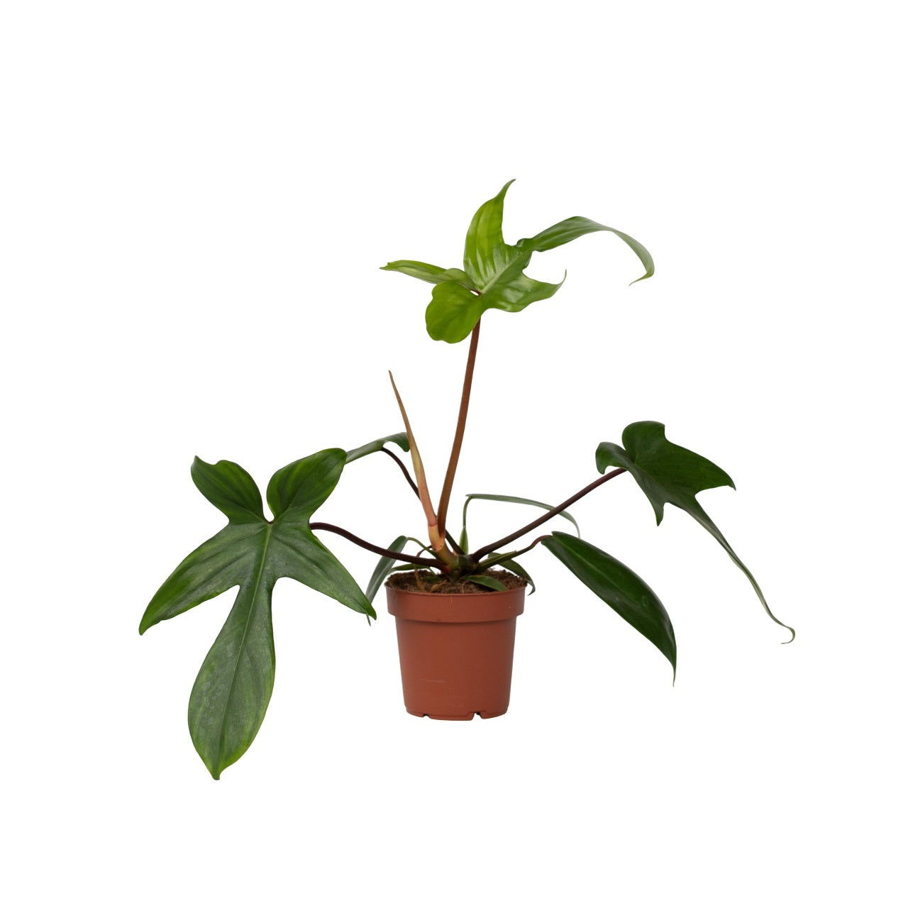 Sweetheart Plant - Philodendron 'florida Green' - Height 20-30cm - ⌀12cm | Set-of-1 | Green