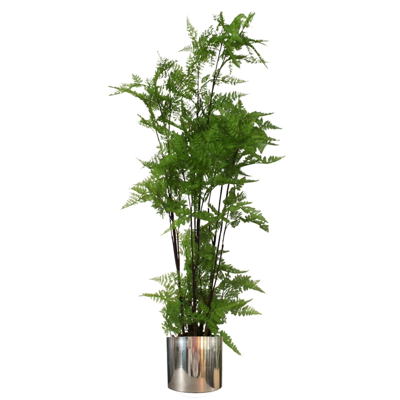 150cm Artificial Natural Moss Base Fern Foliage Plant With Silver Metal Plater