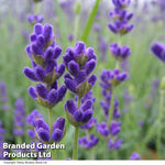 Lavender Hidcote Jumbo Plugs | 24 x Plug Plants