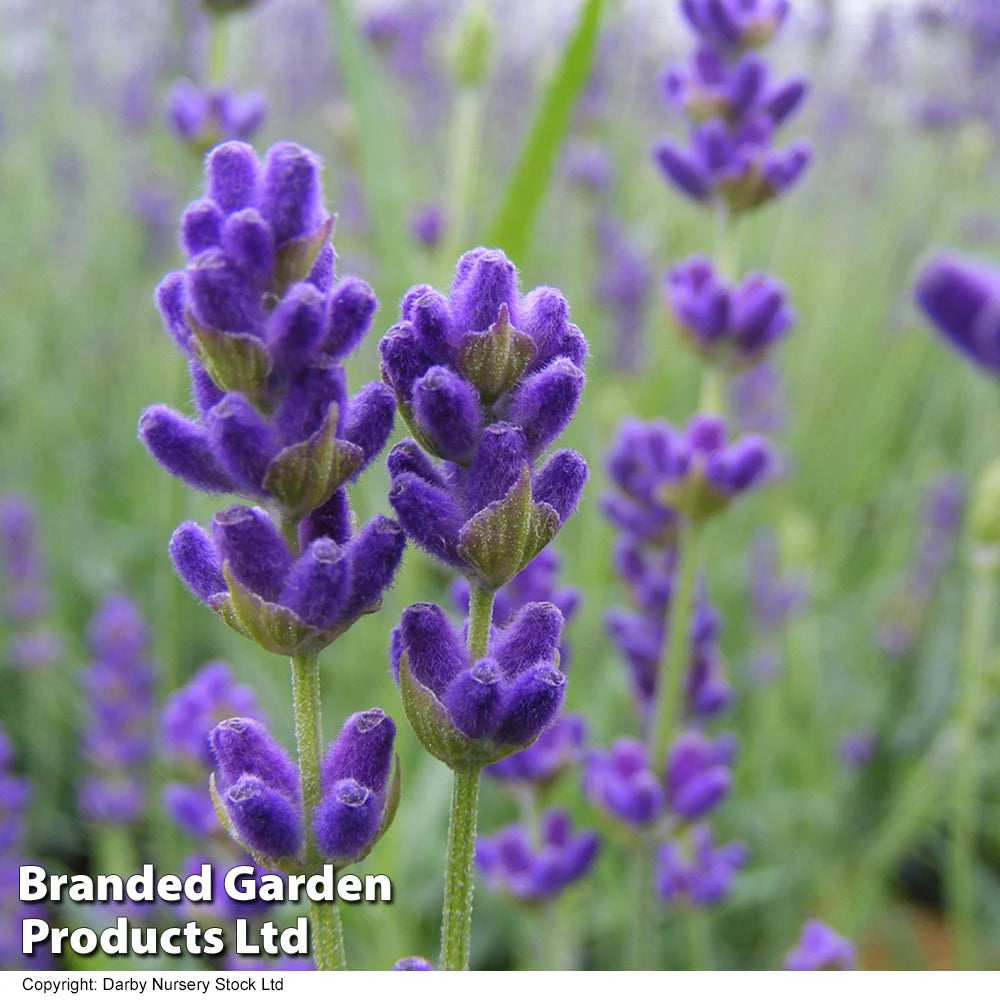 Lavender Hidcote Jumbo Plugs | 24 x Plug Plants