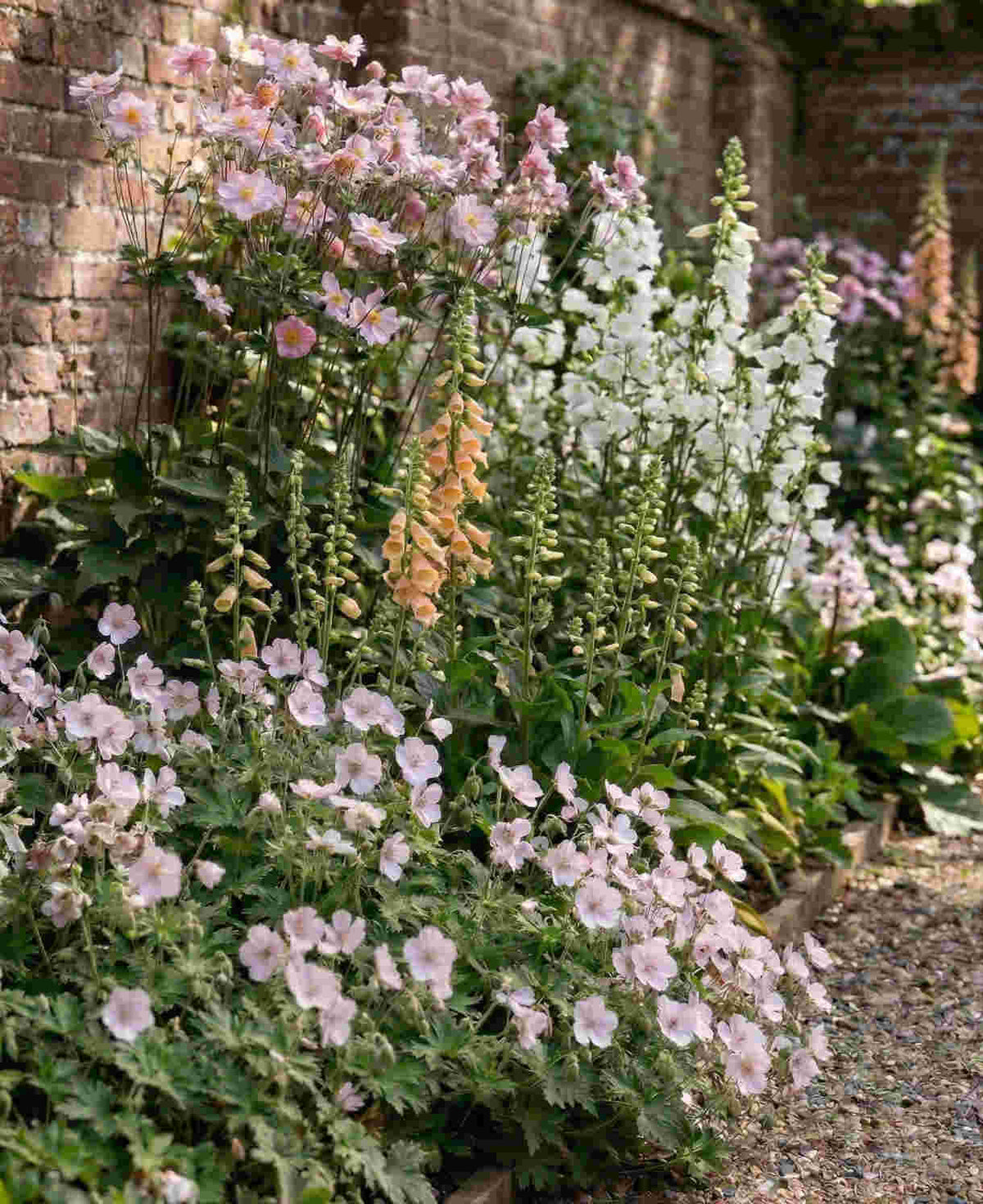 Shade Tolerant Border Perennial Collection - 2L garden ready pots. | Set of 6 | Multi