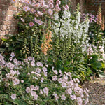 Shade Tolerant Border Perennial Collection - 2L garden ready pots. | Set-of-6 | Multi