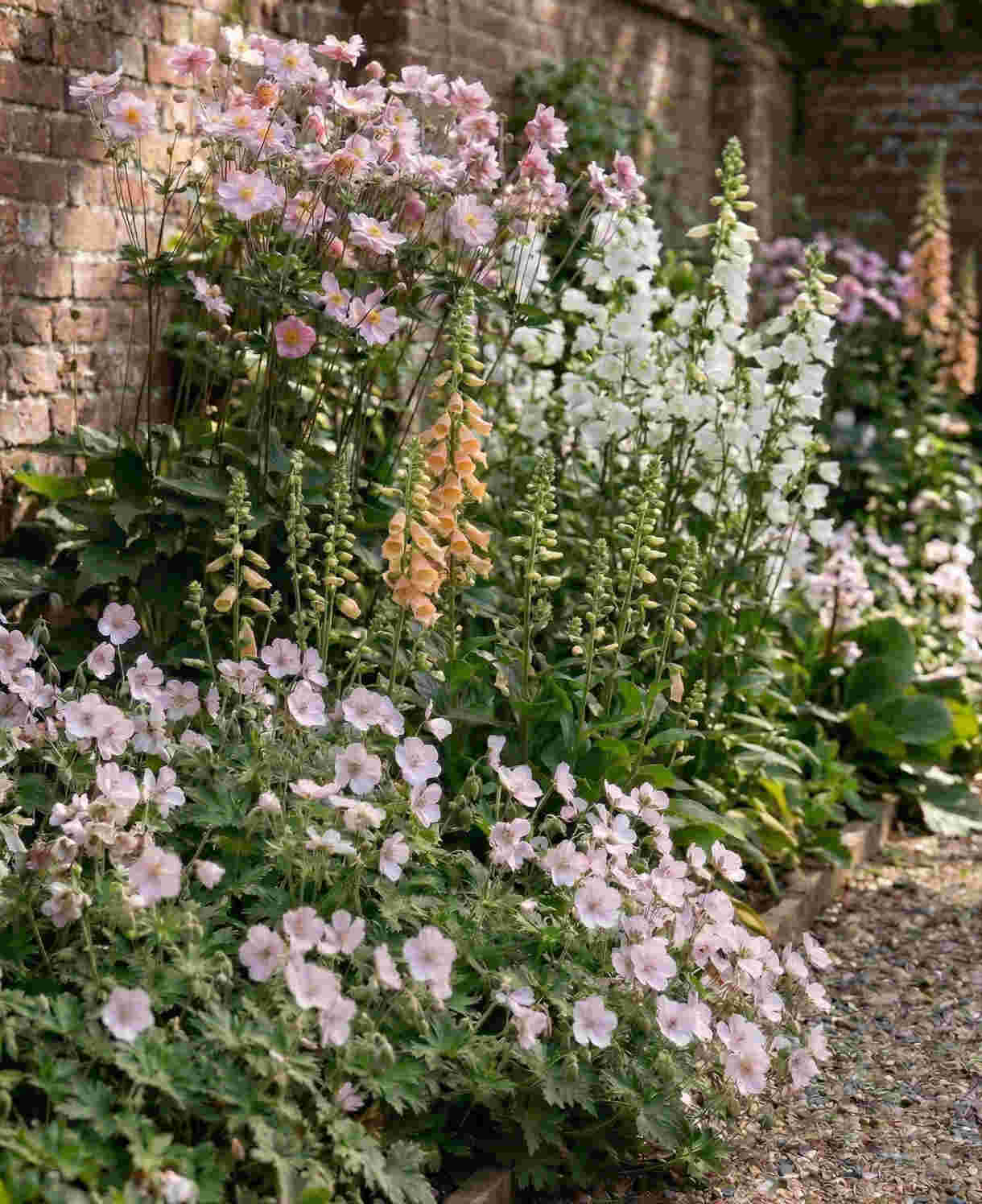 Shade Tolerant Border Perennial Collection - 2L garden ready pots. | Set-of-6 | Multi