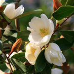 Magnolia Honey Velvet - Compact Variety - 9cm Pot | 1 x 9cm | Creamy White