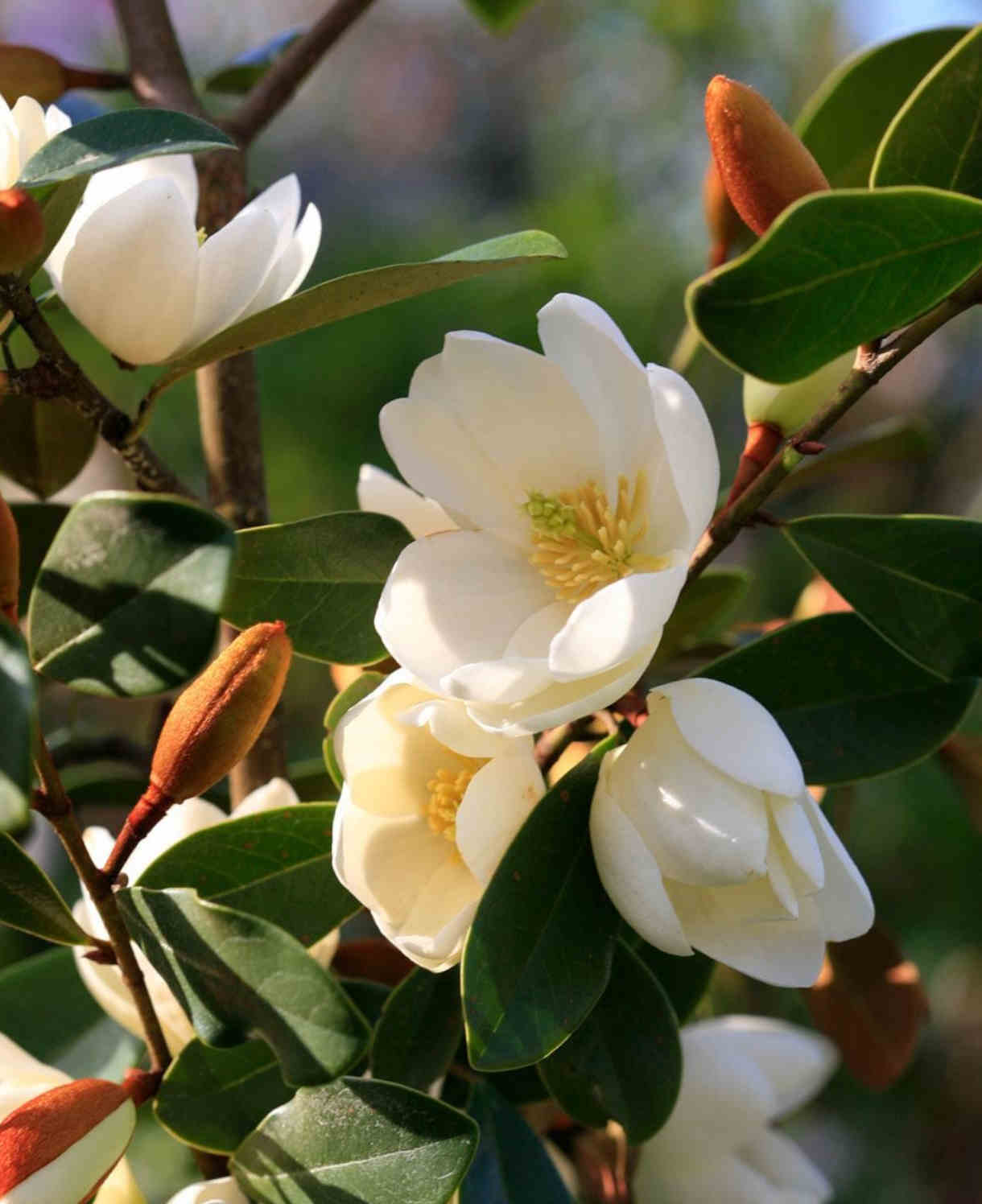 Magnolia Honey Velvet - Compact Variety - 9cm Pot | 1 x 9cm | Creamy White