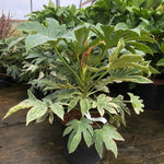 Fatsia Japonica Spiders Web Variegated Evergreen Shrub Plant Large In A 3 Litre Pot