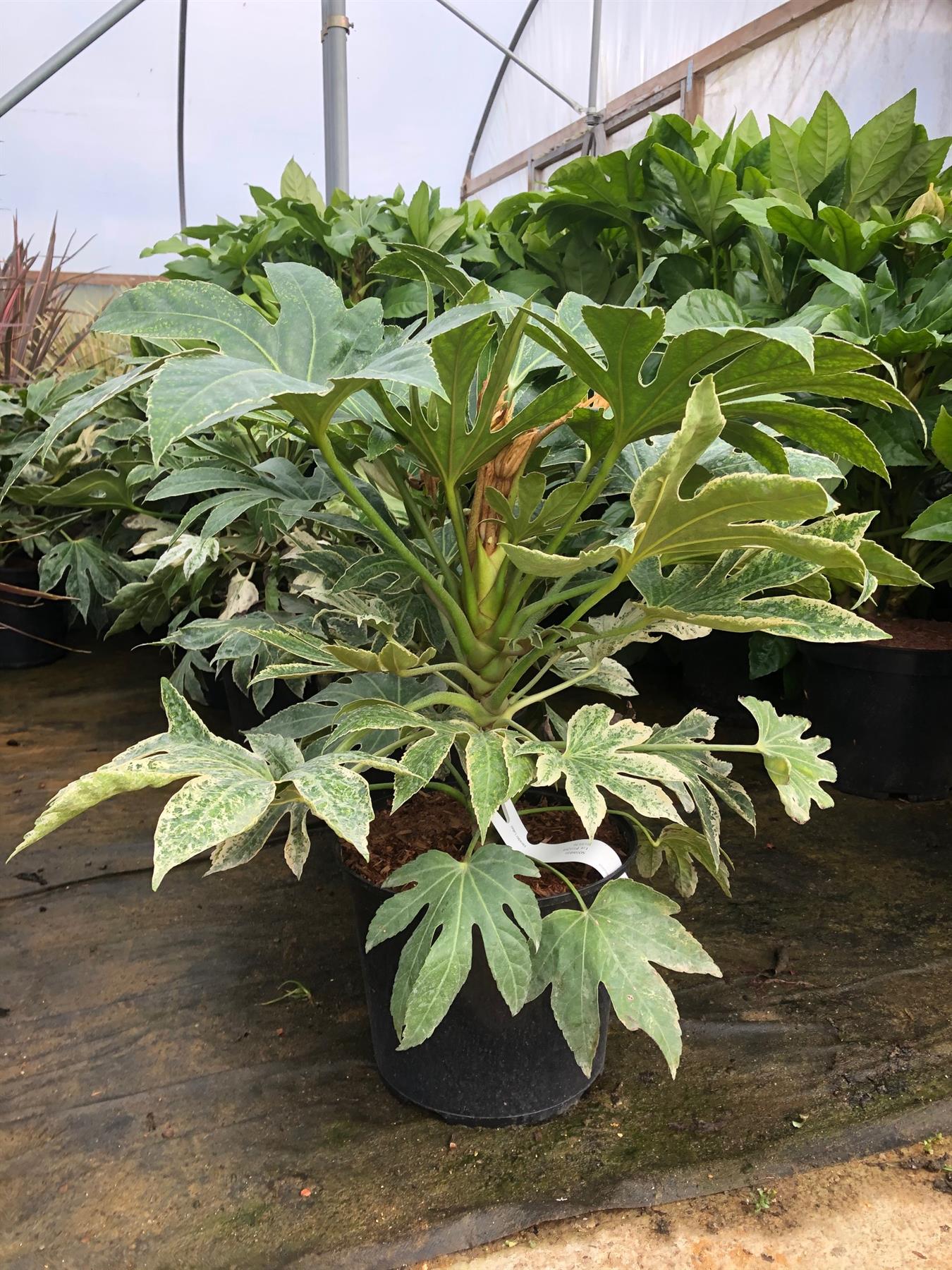 Fatsia Japonica Spiders Web Variegated Evergreen Shrub Plant Large In A 3 Litre Pot