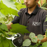 Anvil Secateurs, Razorsharp, Ergonomic Grips, Kew Gardens Range