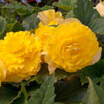 Begonia 'majestic Yellow' - Large Yellow Bedding Plant | 6 x Plug Plants | Yellow