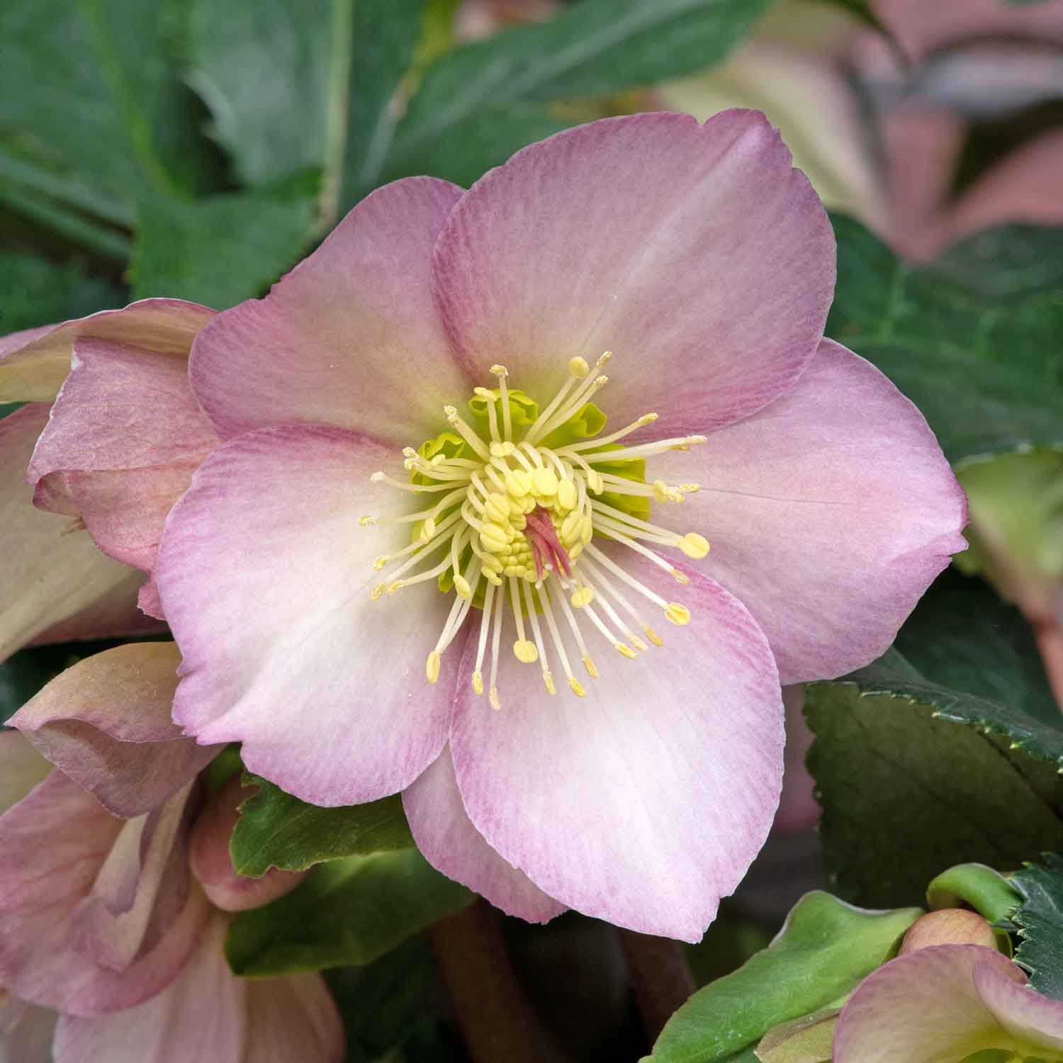 Helleborus 'ice N Roses Rose' Winter-flowering Shade Perennial | 3 x Jumbo Plugs | Multi