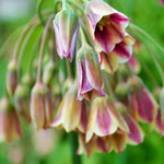 Hayloft Amazing Allium Collection - 75 Bulbs