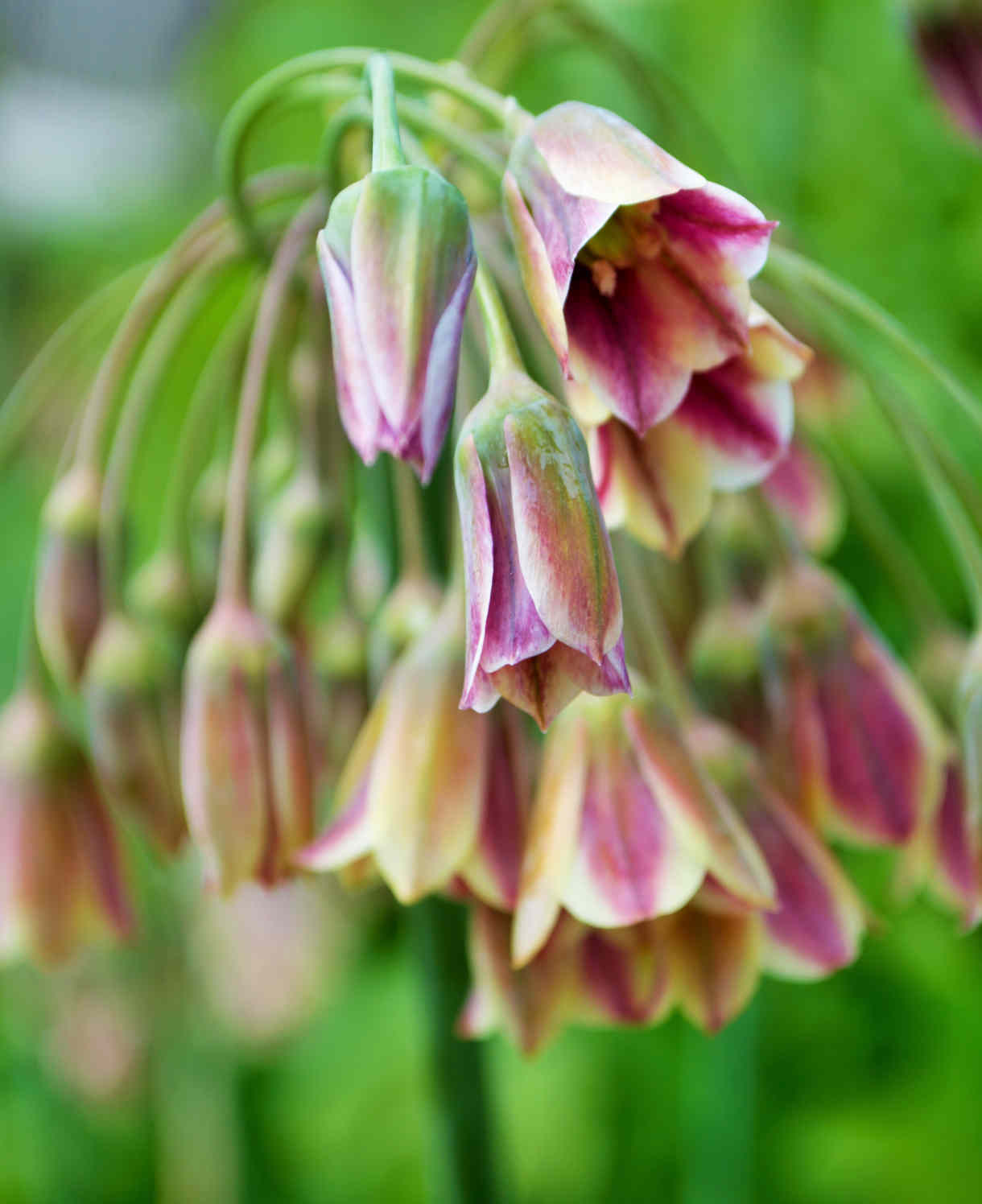Hayloft Amazing Allium Collection - 75 Bulbs