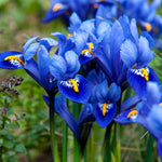 Iris Harmony Bulbs | Set of 50