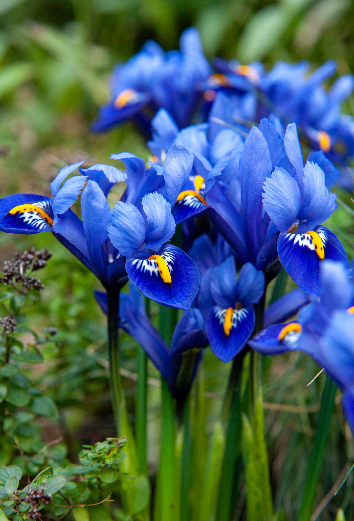 Iris Harmony Bulbs | Set of 100