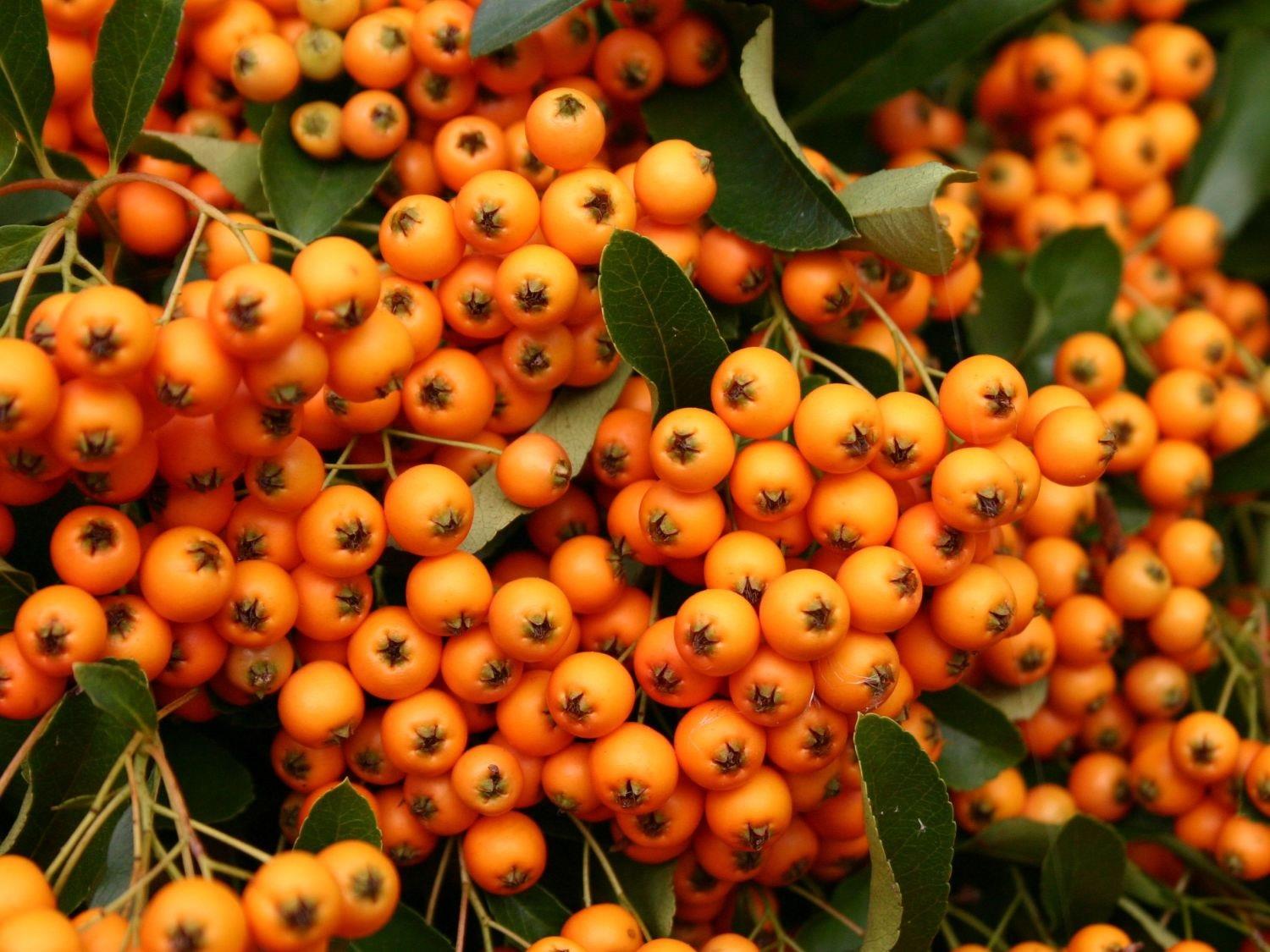 Direct Plants Pyracantha Golden Charmer Evergreen Shrub Plant 3-4ft Supplied In A 3 Litre Pot