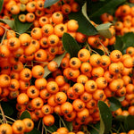 Pyracantha Golden Charmer Evergreen Shrub Plant 3-4ft Supplied In A 3 Litre Pot
