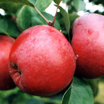 Apple Spartan Fruit Tree 6ft Tall Supplied In A 12 Litre Pot