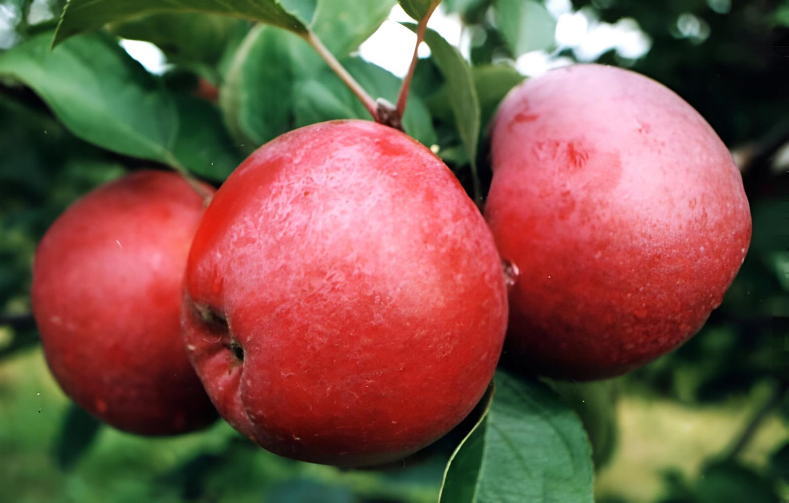 Apple Spartan Fruit Tree 6ft Tall Supplied In A 12 Litre Pot
