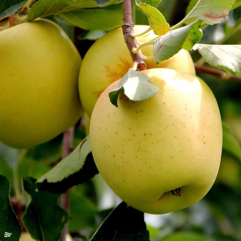 Apple Golden Delicious Fruit Tree 6ft Tall Supplied In A 12 Litre Pot