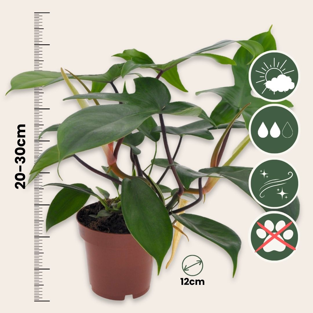 Sweetheart Plant - Philodendron 'florida Green' - Height 20-30cm - ⌀12cm | Set-of-1 | Green