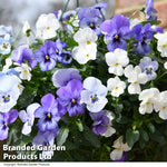Thompson & Morgan Viola 'ocean Blues' Pre Planted Basket 2 X 20cm (8in)