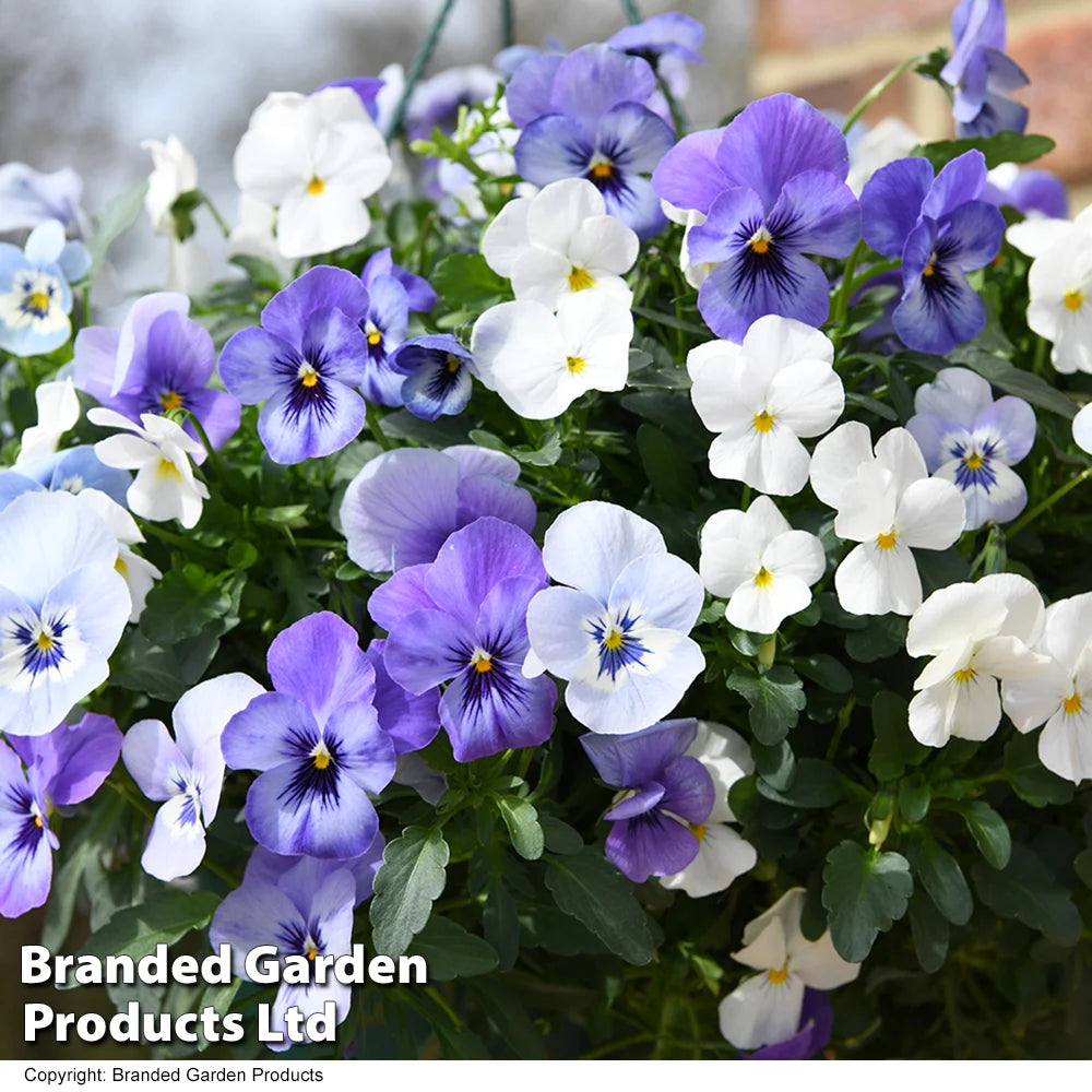 Thompson & Morgan Viola 'ocean Blues' Pre Planted Basket 2 X 20cm (8in)
