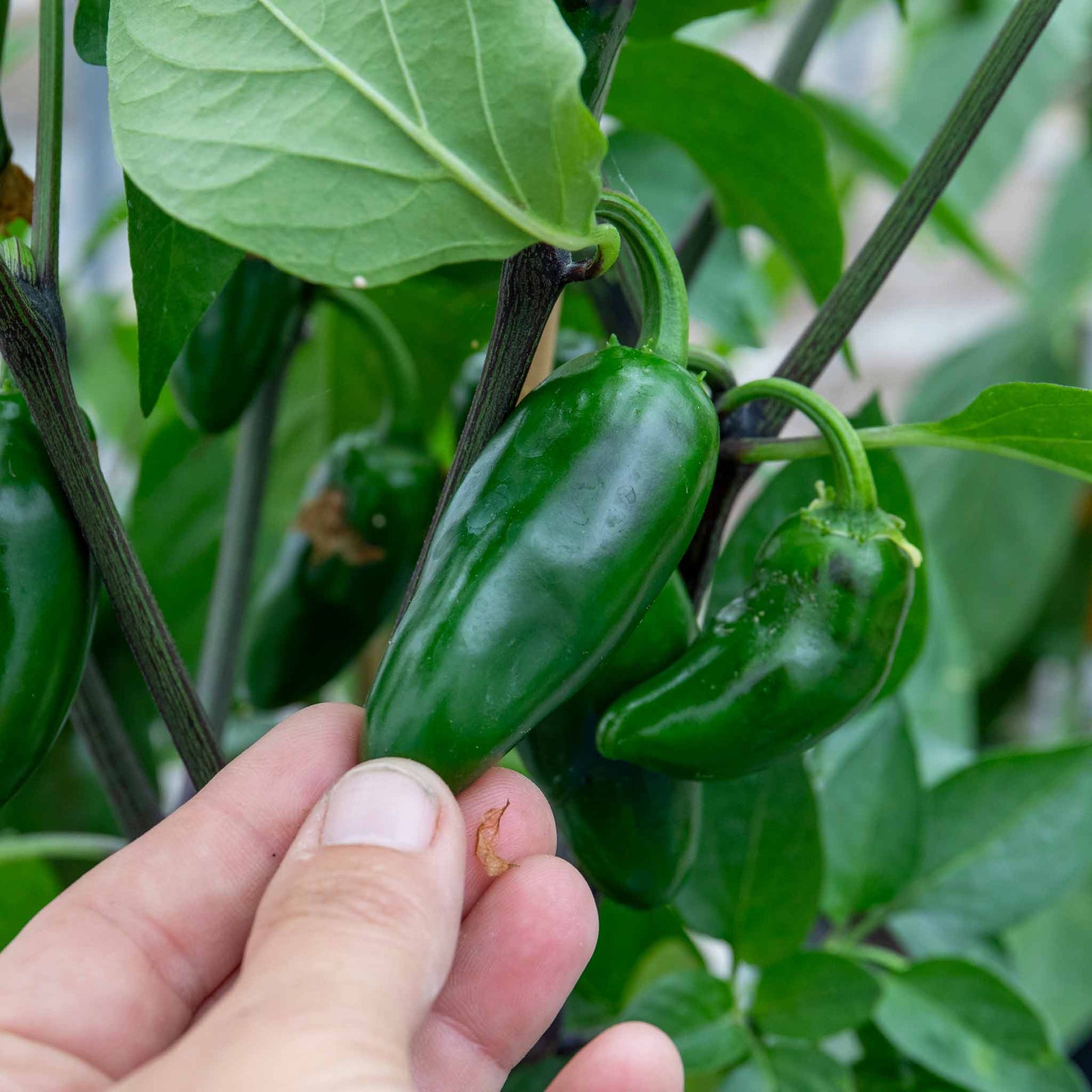 Giant Jalapeno Chilli Plant | 3 x 9cm | Green