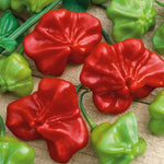 Chilli Plant 'bishops Crown' | 3 x Jumbo Plugs | Red