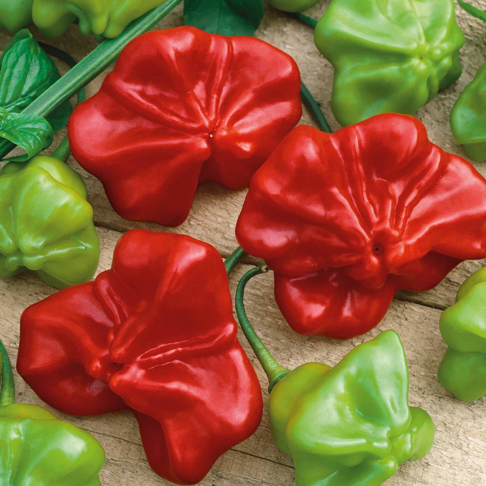 Chilli Plant 'bishops Crown' | 3 x Jumbo Plugs | Red