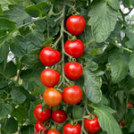 Grafted Blight-resistant Tomato Collection 7cm Plants | Set of 3