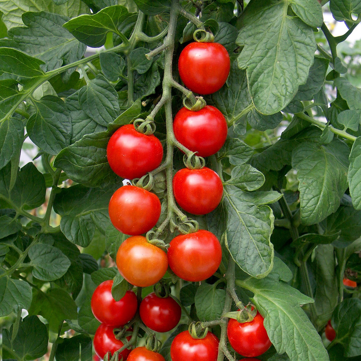 Grafted Blight-resistant Tomato Collection 7cm Plants | Set of 3
