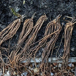 Asparagus Crown 'backlim' - All-male, Rhs Award Of Garden Merit, Mid-to-late Season | Set of 10 | Green