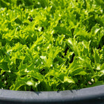 Lettuce Seeds 'crispita Ii' | 400 Seeds