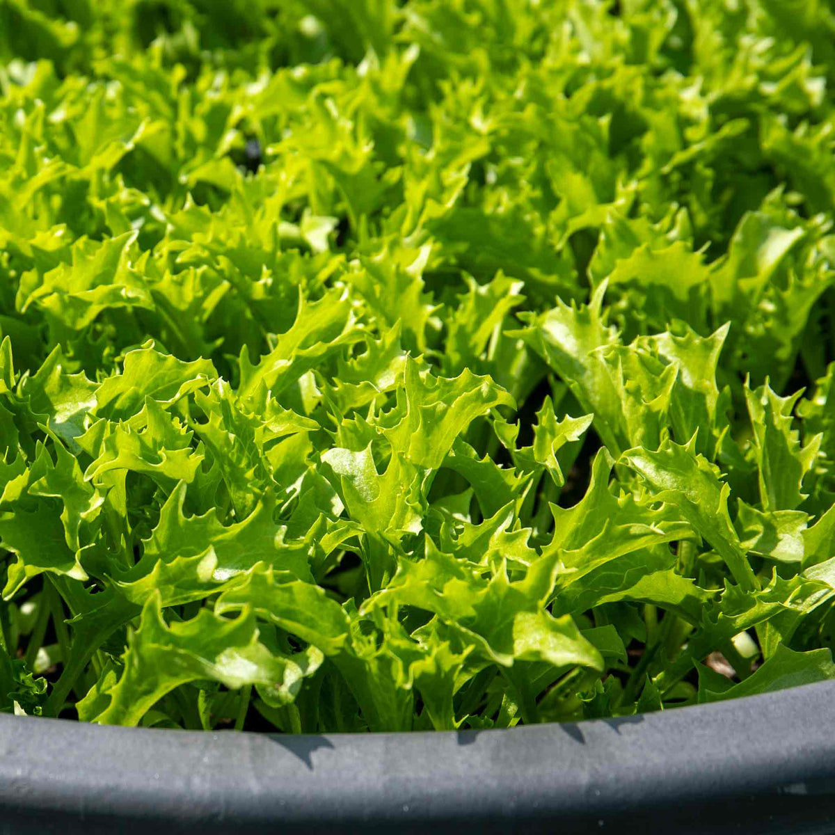 Lettuce Seeds 'crispita Ii' | 400 Seeds